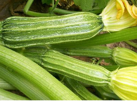 Costata Romanesca Zucchini.jpg