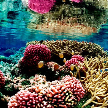 Trump plan to shrink ocean monuments threatens vital ecosystems, experts warn