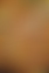 Meatless Recipe Ideas