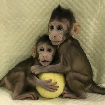 Scientists successfully clone monkeys; could humans be next?