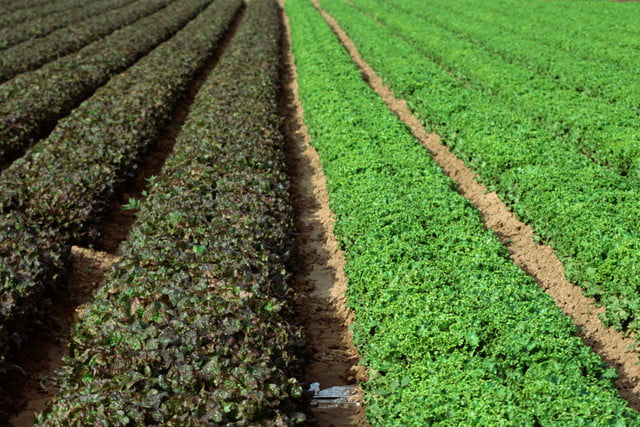 Ditch all romaine lettuce and check your eggs — a bad week for food recalls - Read More from Digital Trends