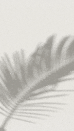 palm shadow