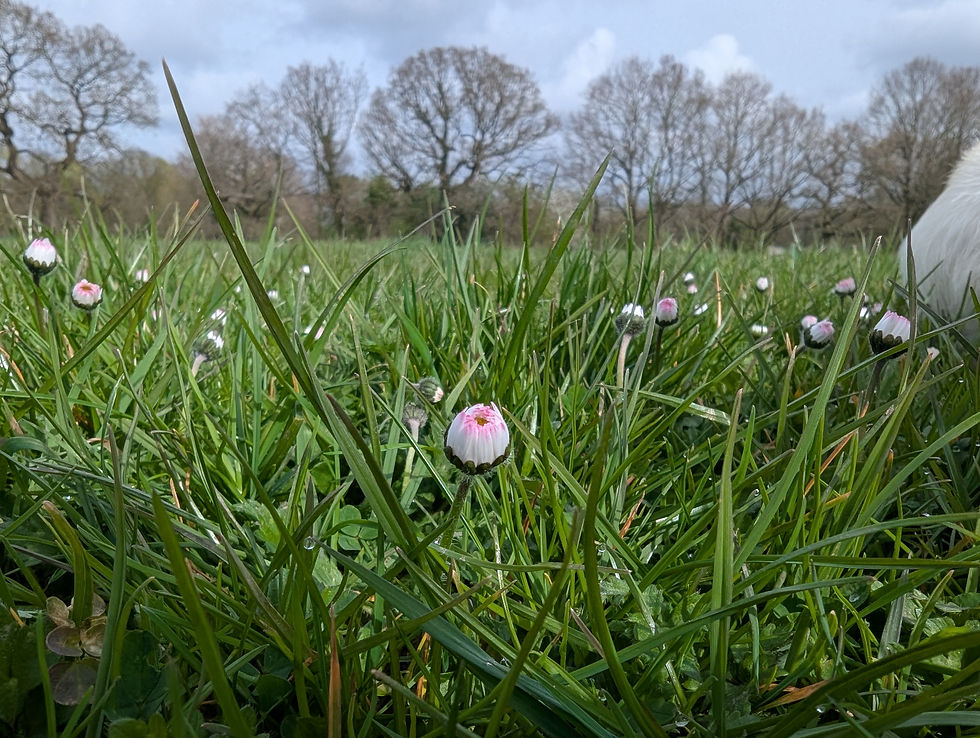 Daisies