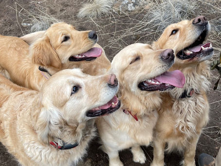 What sets Oracle Farms apart as a Breeder?