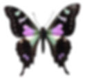 Pink and Black Butterfly_edited.jpg