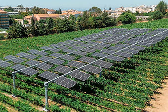 cultivos fotovoltaicas agrovoltep.jpeg