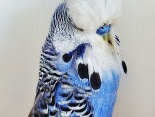 May 25, 2024 - Houston Budgerigar Society, Day 1