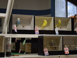 budgerigars for judging
