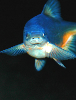 Bonytail Chub_USFWS_1.png