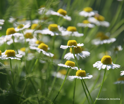 Chamomile.png