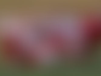 Morton Potters soccer