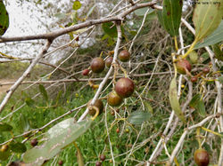 32017rehovotacacia5-