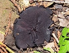 Pseudoplectania_edited.jpg