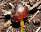 Hygrocybe_edited.jpg