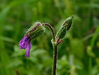 Erodium_botrys_edited.jpg