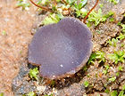 Peziza violacea_edited.jpg