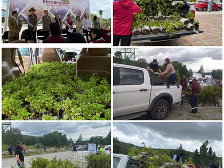 Tepeapulco recibe miles de plantas en entrega histórica para Hidalgo