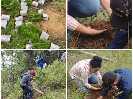 REFORESTAN GOBIERNO CUAUTEPEQUENSE Y SEMARNATH EJIDO SANTA ELENA PALISECA