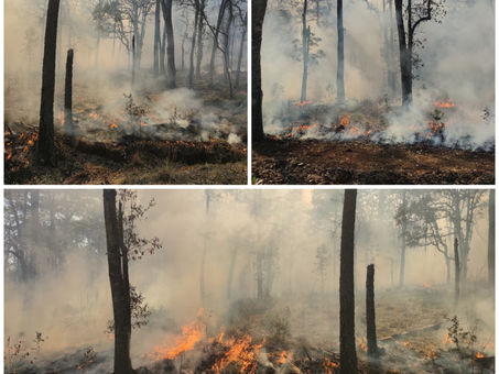 Por las altas temperaturas se disparan los incendios