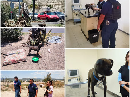 Atención Integral Veterinario Municipal