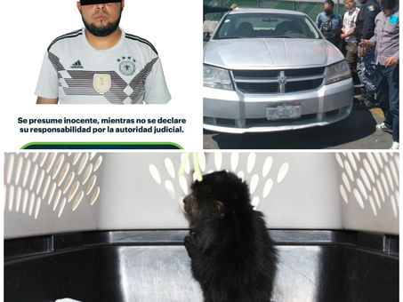 Asegura Policía Estatal a hombre relacionado
con presunto tráfico de fauna silvestre