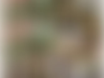 Cuidar la vida silvestre: la historia de Tena y la conservación en Pachuca