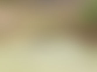 Resguardan a caimán en Santiago Tulantepec