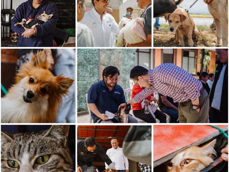 Más de 7 mil servicios veterinarios impulsan el bienestar animal en Pachuca durante 2026