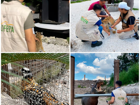 Aseguramos en Hidalgo a un tigre