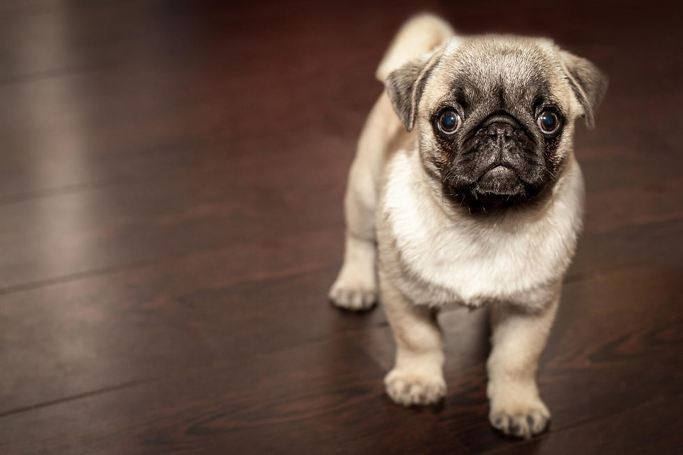 Can I Have Hardwood Floors With Dogs? A Complete Guide
