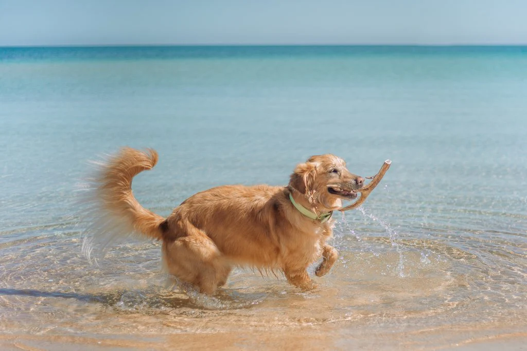 dog-in-water-at-beach-1024x683.webp