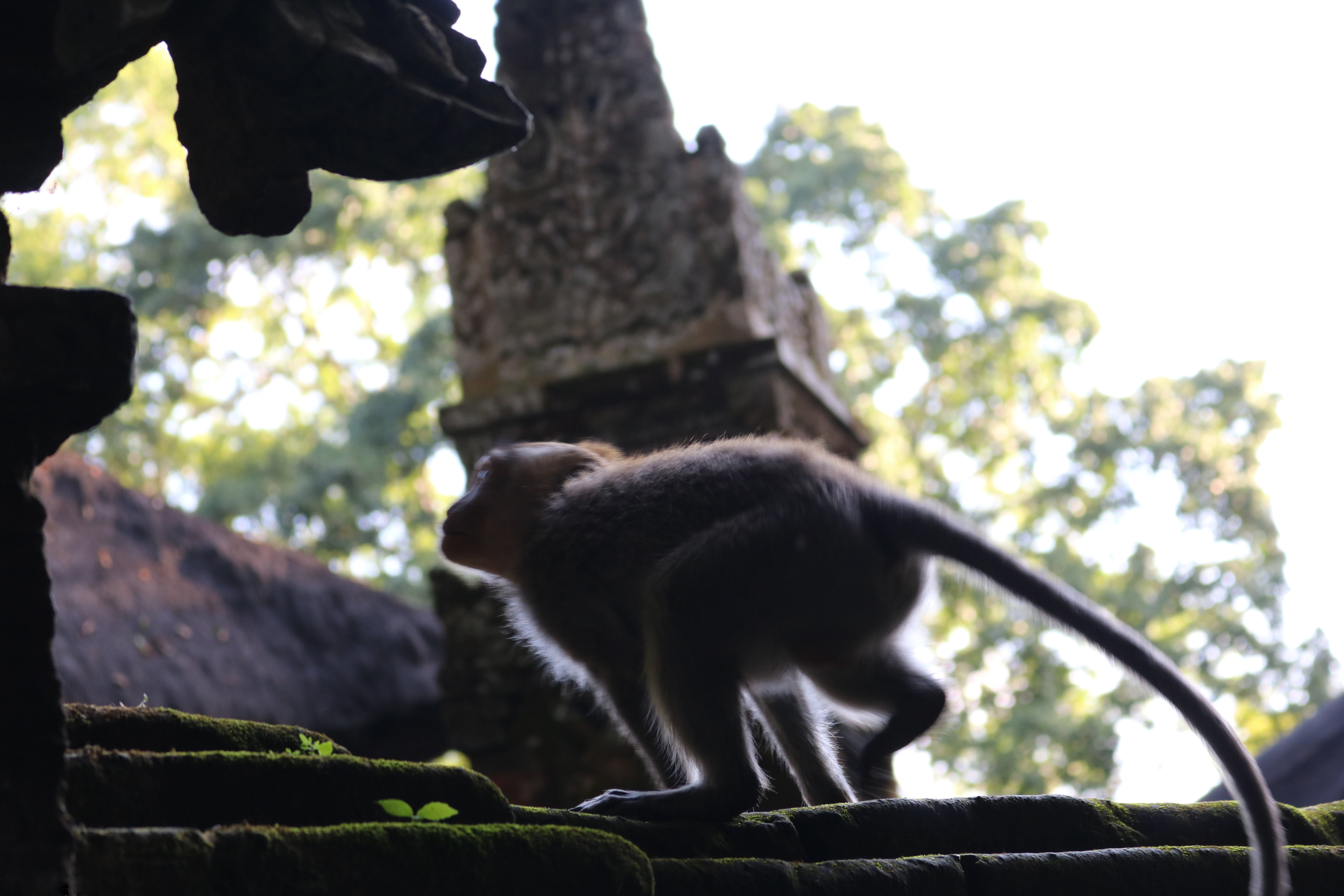 Singe Balinais