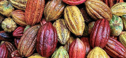 Cacao_pods_1.jpg