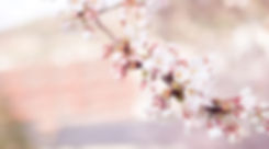 cherry-blossom-1209933_1920.jpg