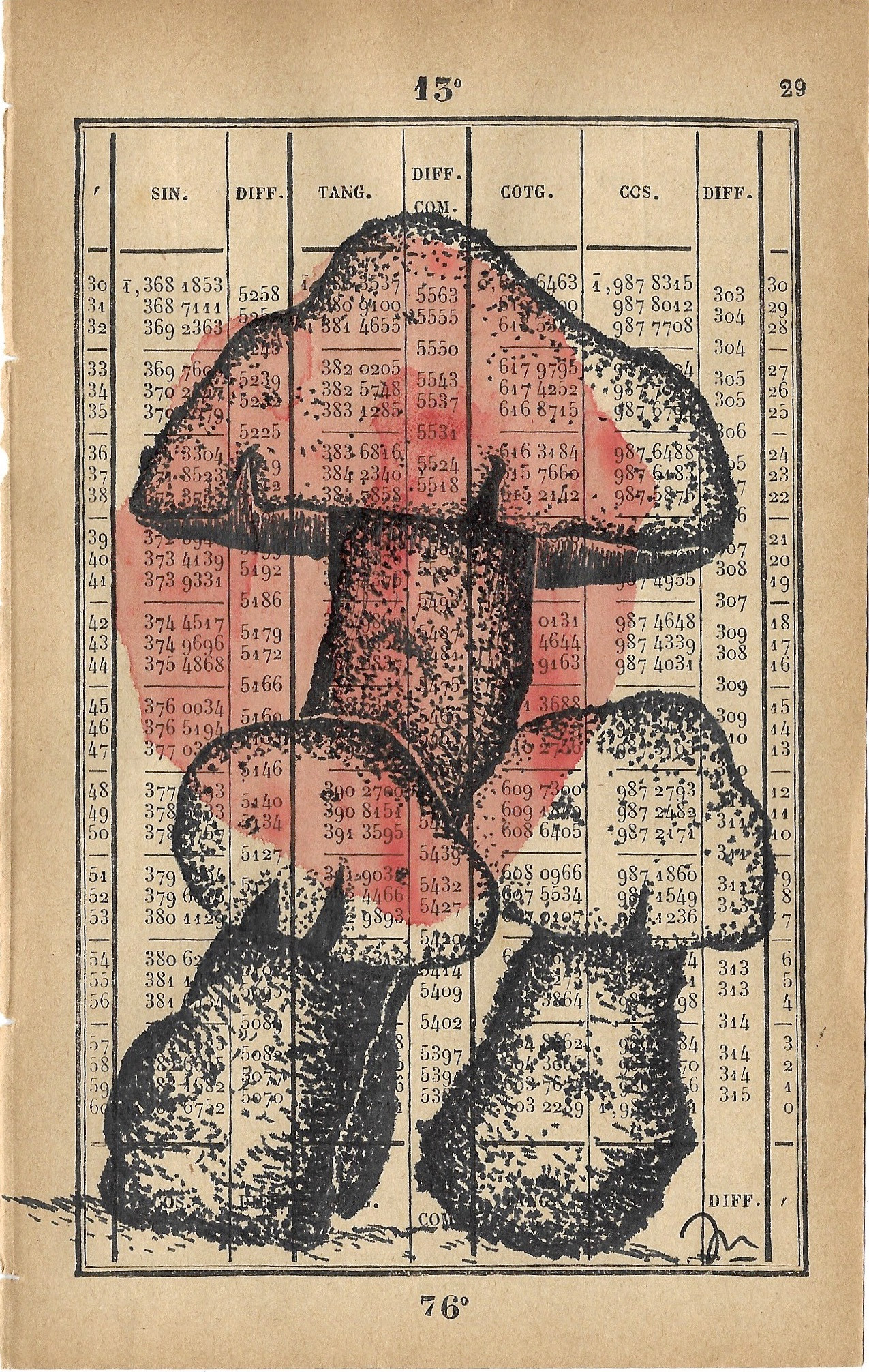 CHAMPIGNON 1