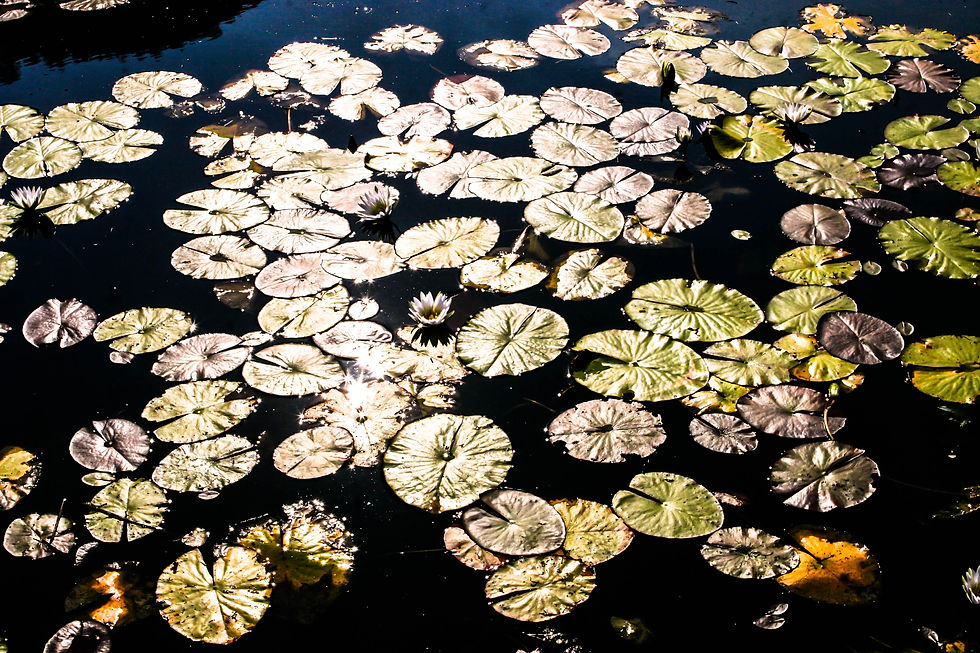_MG_3284.jpg