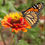 Thumbnail: Monarch Butterfly - Garden Pollinator Mix