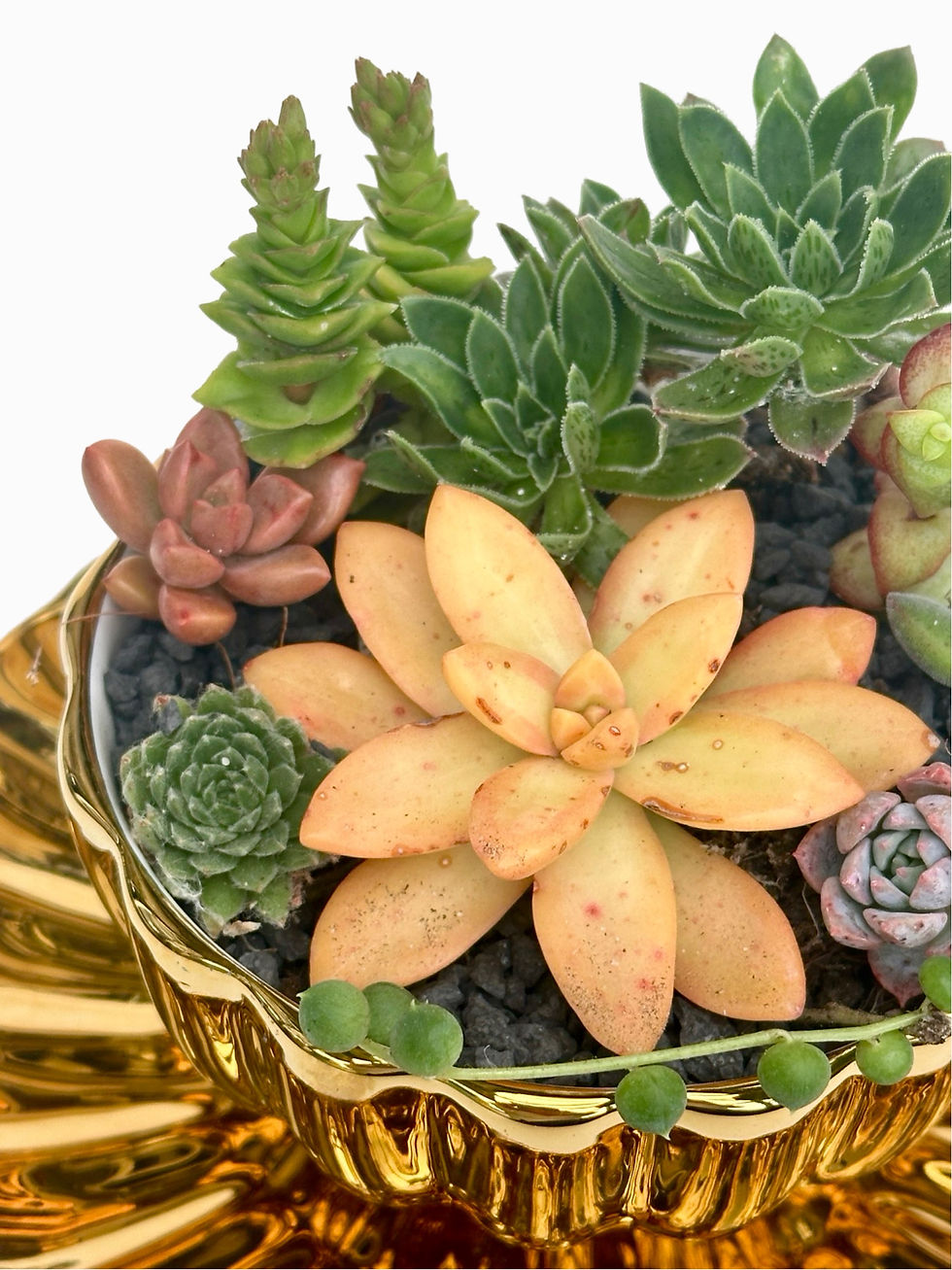 Thumbnail: A gorgeous gold vintage teacup and saucer filled with a selection of succulents 