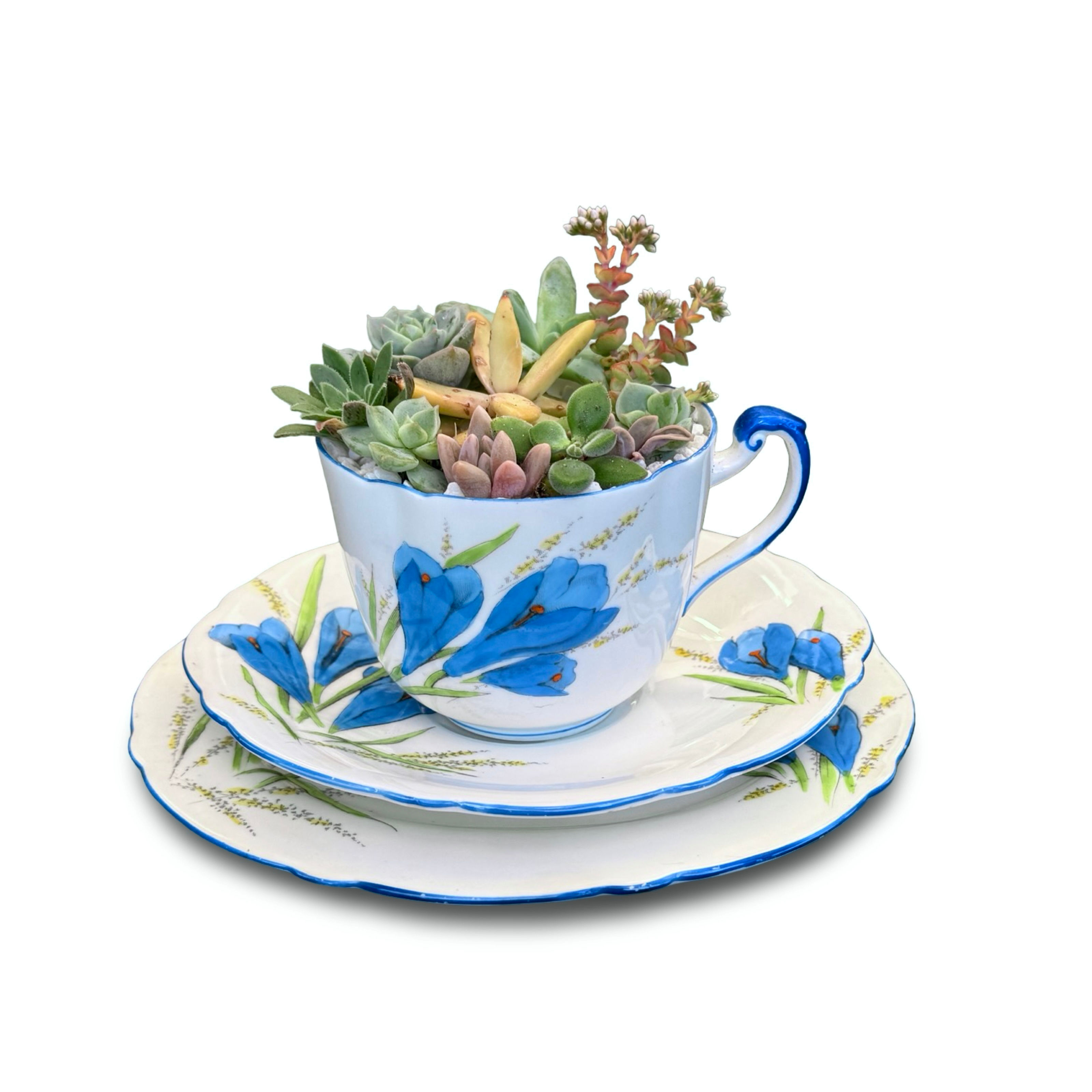 A beautiful vintage Paragon teacup saucer trio with colourful succulents