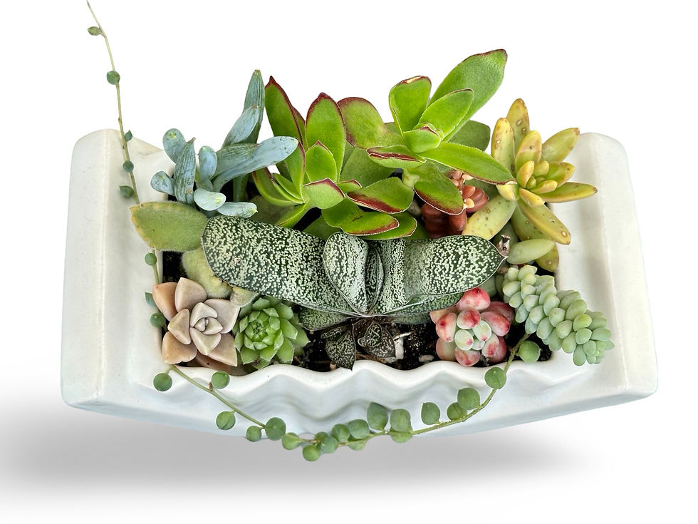 Thumbnail: A stunning Art Deco design vintage vase filled with colorful succulents 
