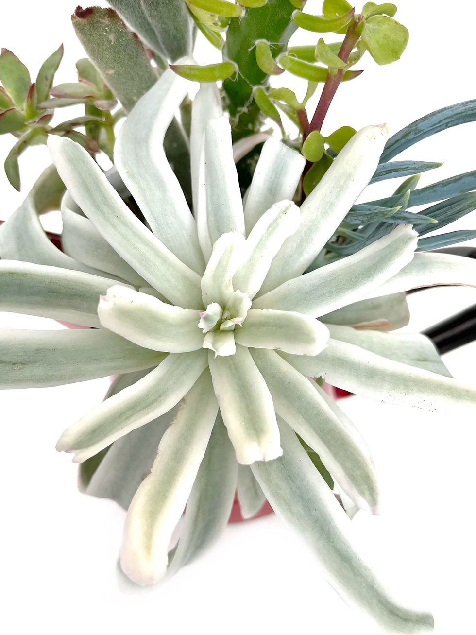 Thumbnail: A gorgeous red vintage enamel jug filled with colourful succulents