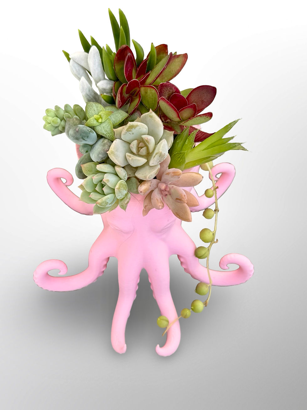 Thumbnail: A cute small pink Octopus potted with colourful succulents