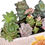 Thumbnail: A charming vintage Sylvac Autumn Leaf posy filled with colourful succulents