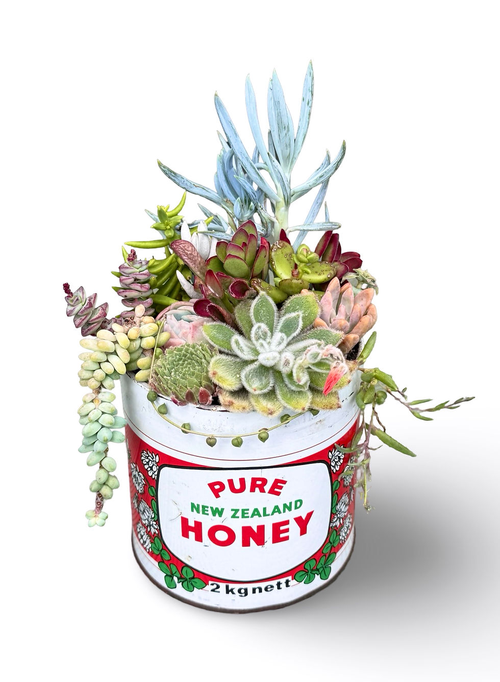 Thumbnail: A lovely vintage tin honey tub filled with colourful succulents