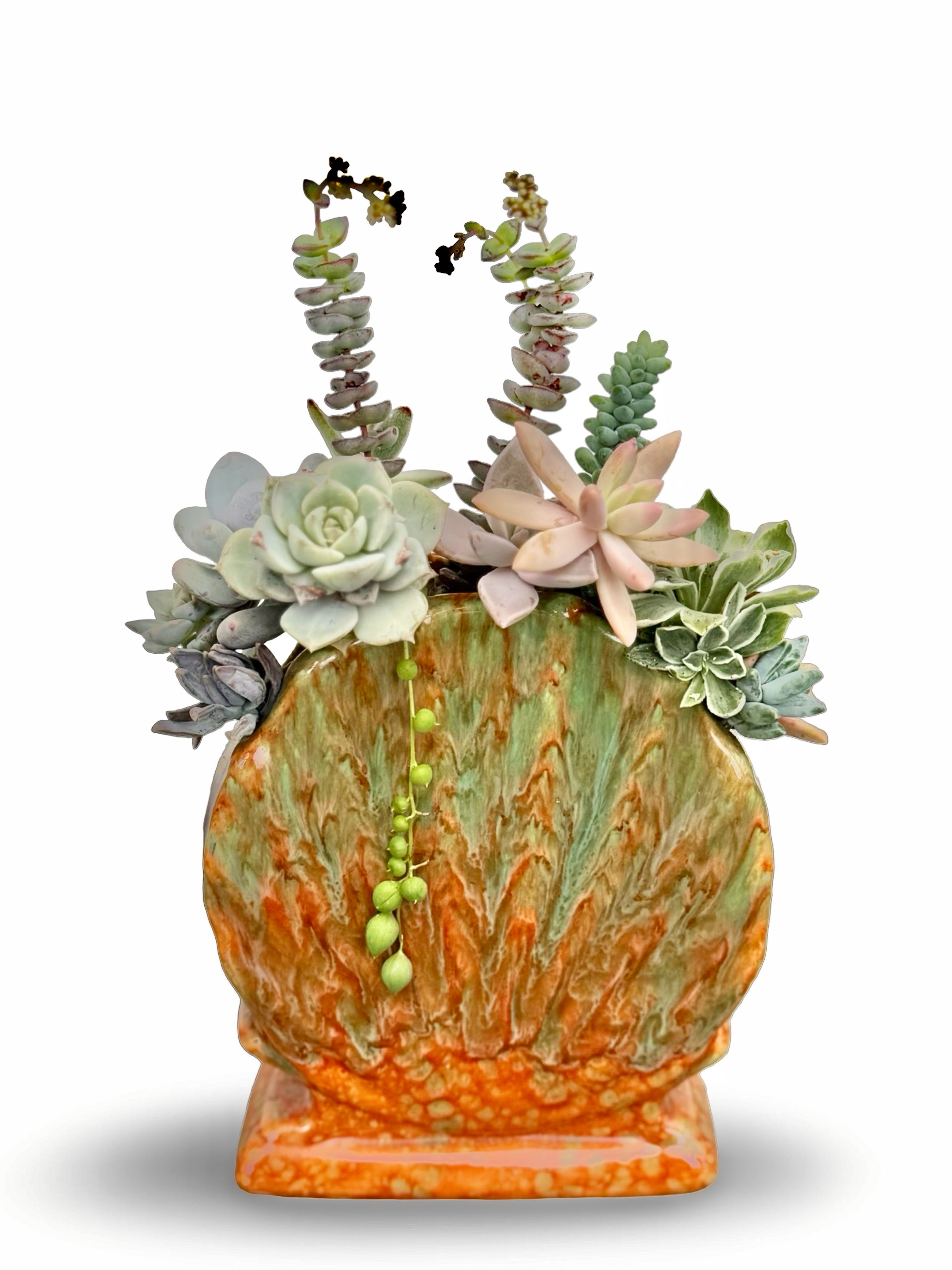 A stunning vintage Diana ware scalloped shell vase filled with succulents 