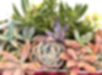 Thumbnail: A delicious deep red lustre vintage Titian mantle vase filled with succulents