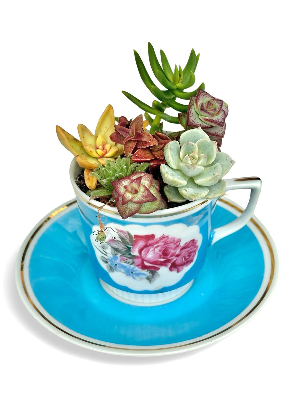 Thumbnail: A pretty blue vintage teacup and saucer filled with a selection of succulents 