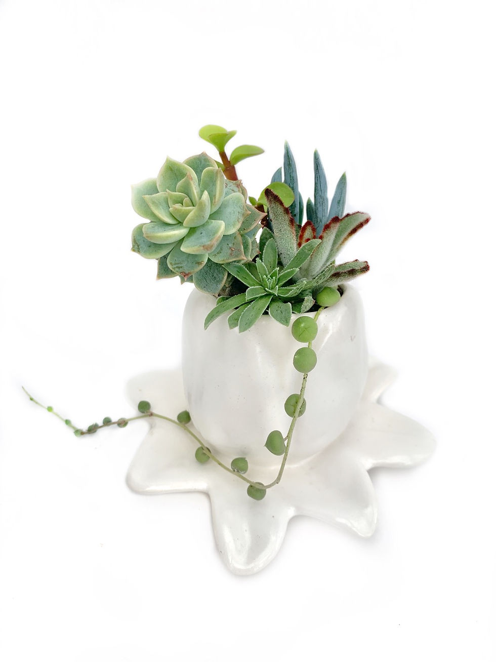 Thumbnail: Vintage flower style vase filled with a selection of succulents