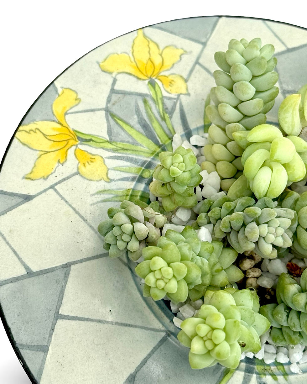 Thumbnail: A beautiful Art Deco Burleigh ware posy filled with Burro’s and Donkey’s tails