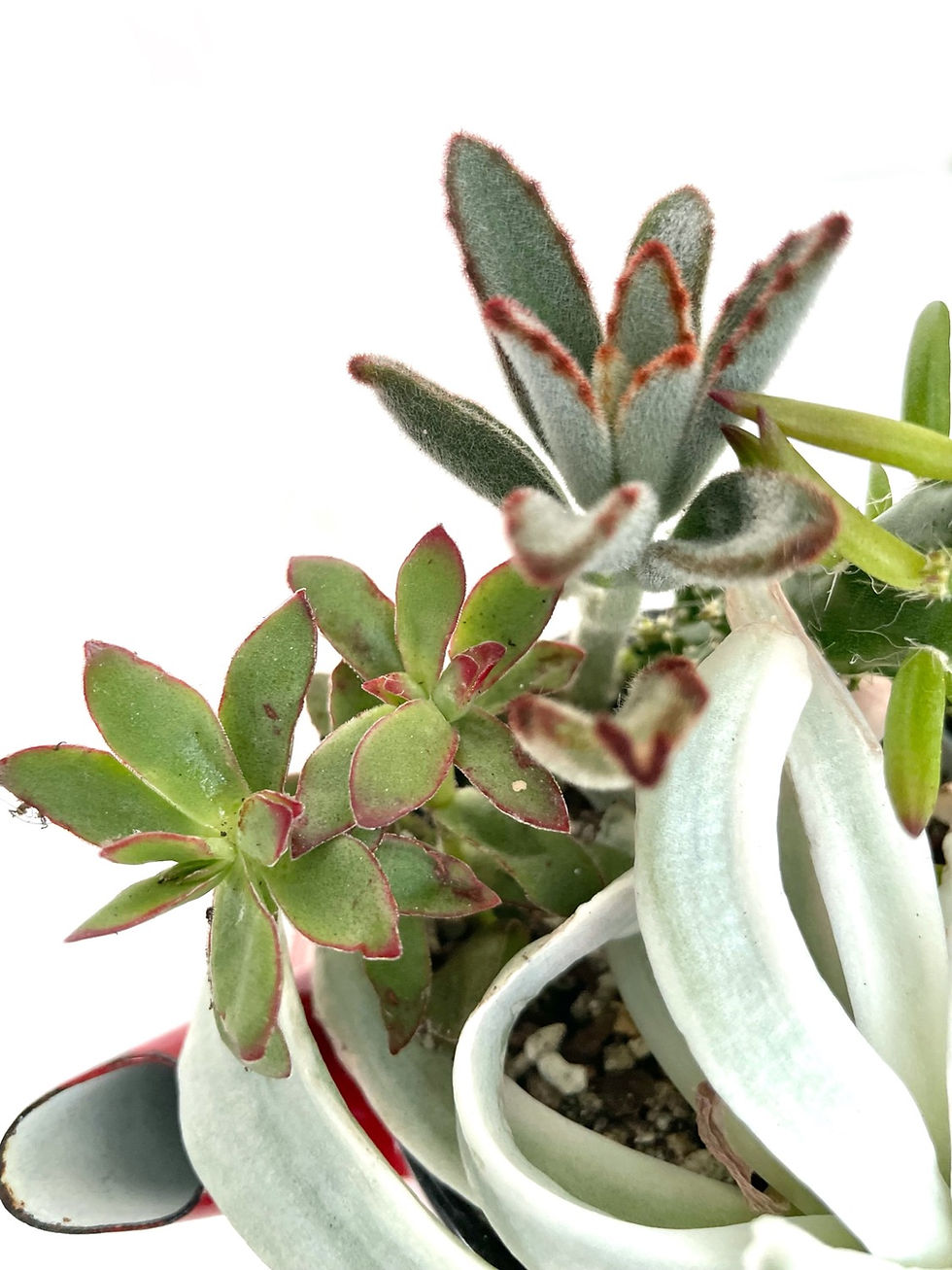Thumbnail: A gorgeous red vintage enamel jug filled with colourful succulents